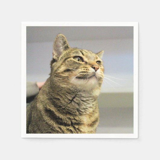 Kat Servet (Voorkant)