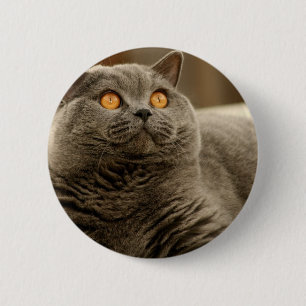 Kat: Shorthair kat Ronde Button 5,7 Cm