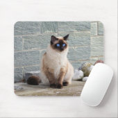 Kat, Siamees, Dier Muismat (Met muis)