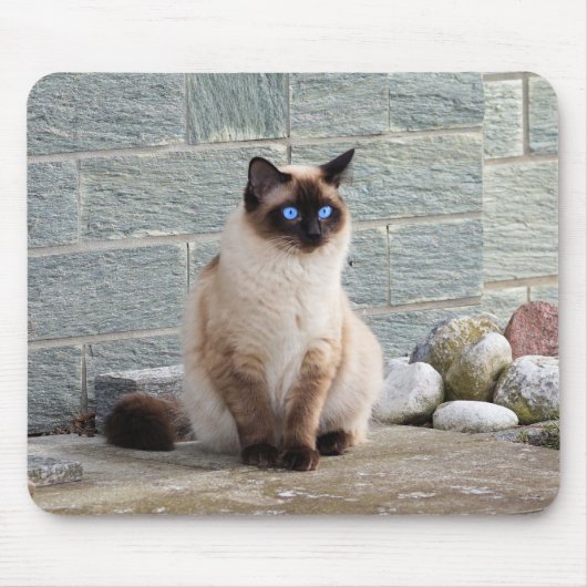 Kat, Siamees, Dier Muismat (Voorkant)