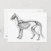 Kat skelet briefkaart (Voorkant / Achterkant)