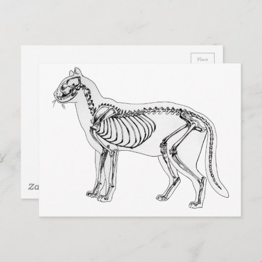 Kat skelet briefkaart (Voorkant / Achterkant)