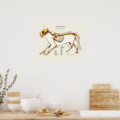 Kat Skeletal Joint Anatomeea Veterinary Chart Poster (Keuken)