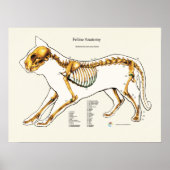 Kat Skeletal Joint Anatomeea Veterinary Chart Poster (Voorkant)