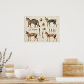 Kat Skeletale Spier Anatomie Poster (Keuken)