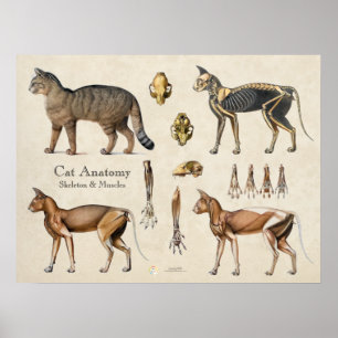 Kat Skeletale Spier Anatomie Poster