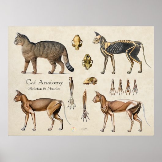 Kat Skeletale Spier Anatomie Poster (Voorkant)
