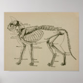 Kat Skeleton Anatomie  Veterinary Print (Voorkant)