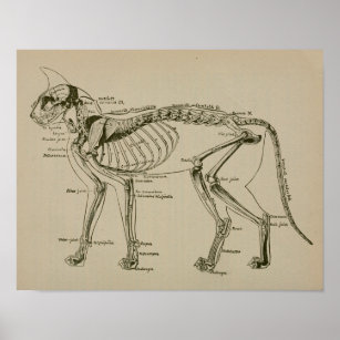 Kat Skeleton Anatomie  Veterinary Print