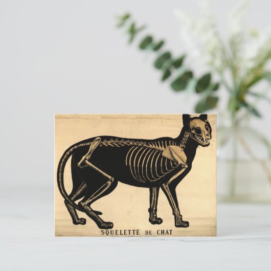  Kat Skeleton Briefkaart (Staand voorkant)