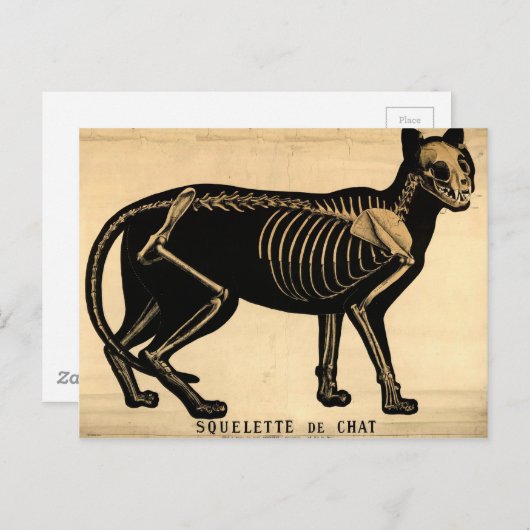  Kat Skeleton Briefkaart (Voorkant / Achterkant)