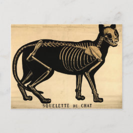 Kat Skeleton Briefkaart