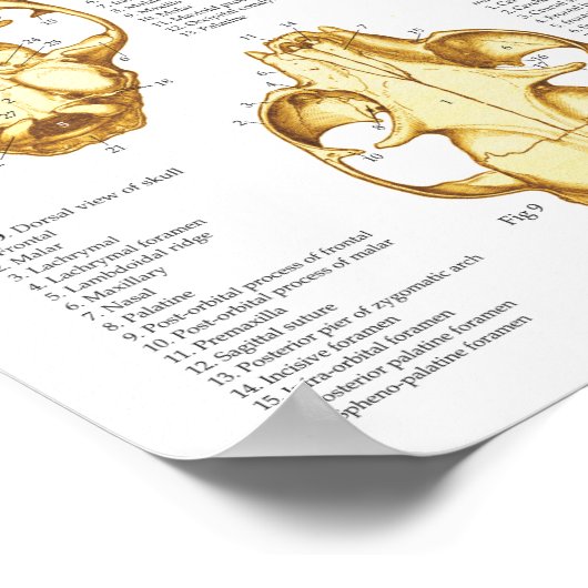 Kat Skeletspieren Anatomie Poster 18 X 24 (Hoek)