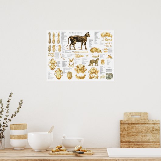 Kat Skeletspieren Anatomie Poster 18 X 24 (Keuken)