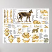 Kat Skeletspieren Anatomie Poster 18 X 24 (Voorkant)