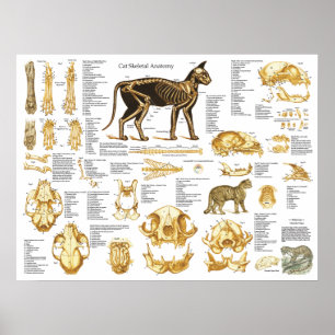 Kat Skeletspieren Anatomie Poster 18 X 24