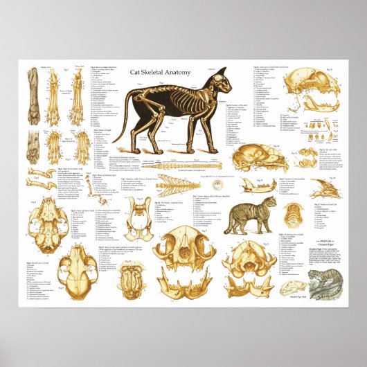 Kat Skeletspieren Anatomie Poster 18 X 24 (Voorkant)