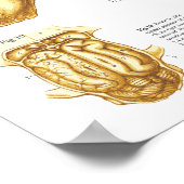 Kat Skeletspieren Anatomie Poster 24 X 36 (Hoek)