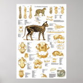 Kat Skeletspieren Anatomie Poster 24 X 36 (Voorkant)