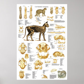 Kat Skeletspieren Anatomie Poster 24 X 36