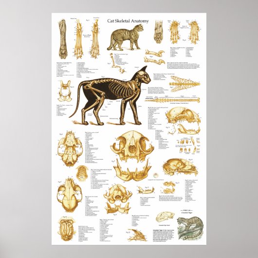Kat Skeletspieren Anatomie Poster 24 X 36 (Voorkant)
