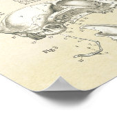 Kat Skeletspieren Botten Anatomie Grafiek Poster (Hoek)