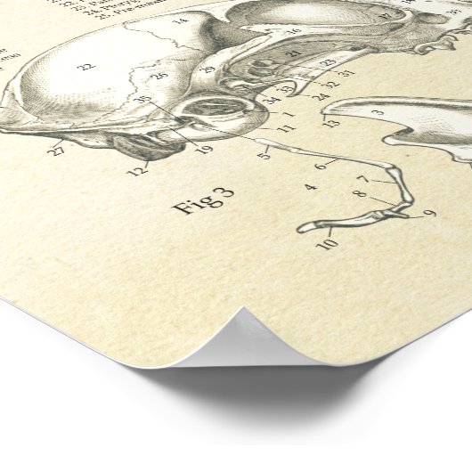 Kat Skeletspieren Botten Anatomie Grafiek Poster (Hoek)