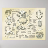 Kat Skeletspieren Botten Anatomie Grafiek Poster (Voorkant)