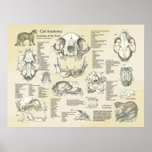 Kat Skeletspieren Botten Anatomie Grafiek Poster