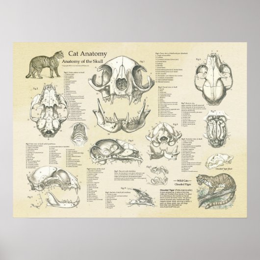 Kat Skeletspieren Botten Anatomie Grafiek Poster (Voorkant)