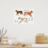Kat Skeletspieren Veterinaire Anatomiegrafiek Poster (Keuken)