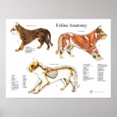 Kat Skeletspieren Veterinaire Anatomiegrafiek Poster (Voorkant)