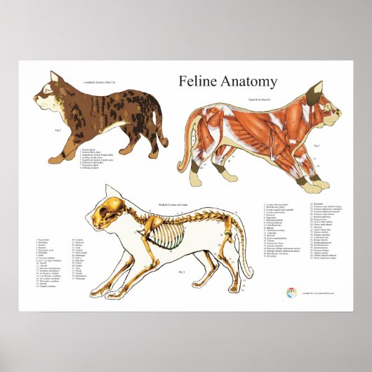 Kat Skeletspieren Veterinaire Anatomiegrafiek Poster (Voorkant)