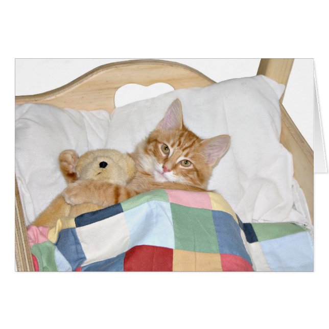Kat slaapt met teddybeer (Voorkant Horizontaal)