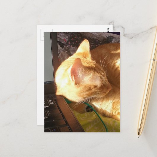 kat slaapt op het werk briefkaart (Voorkant / Achterkant in situ)