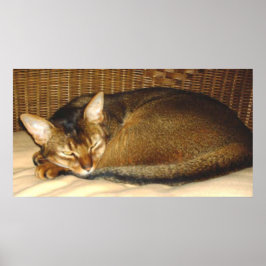 Kat Slapen in een kruistoel Poster