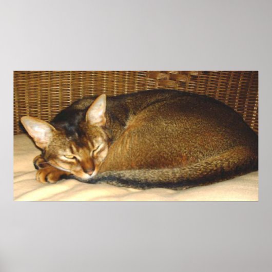 Kat Slapen in een kruistoel Poster (Voorkant)