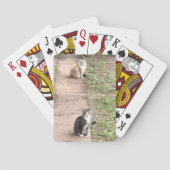 Kat-speelkaarten Pokerkaarten (Achterkant)