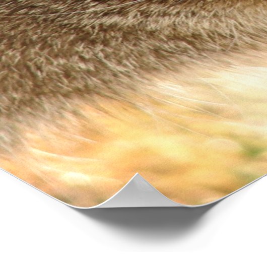 Kat Stare Poster (Hoek)