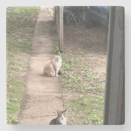 Kat Stenen Onderzetter (Voorkant)