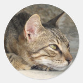 Kat Stickers (Voorkant)