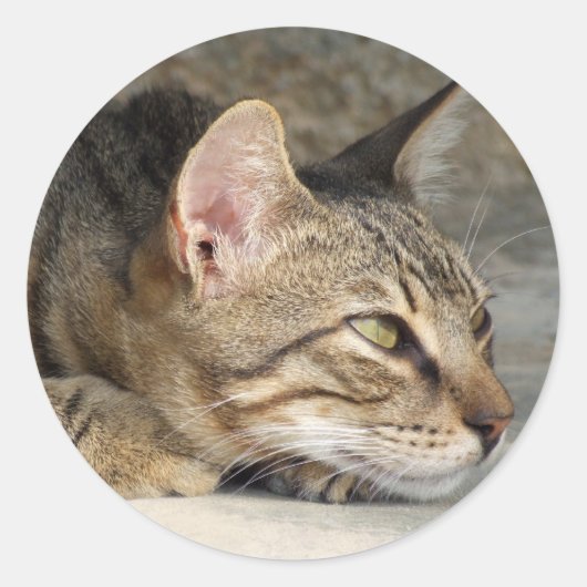 Kat Stickers (Voorkant)