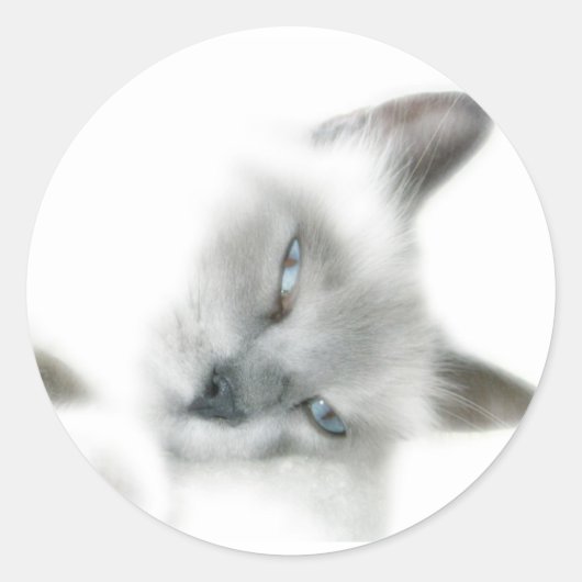 Kat Stickers (Voorkant)