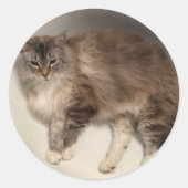 Kat Stickers (Voorkant)