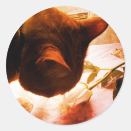 Kat Stickers bekijken