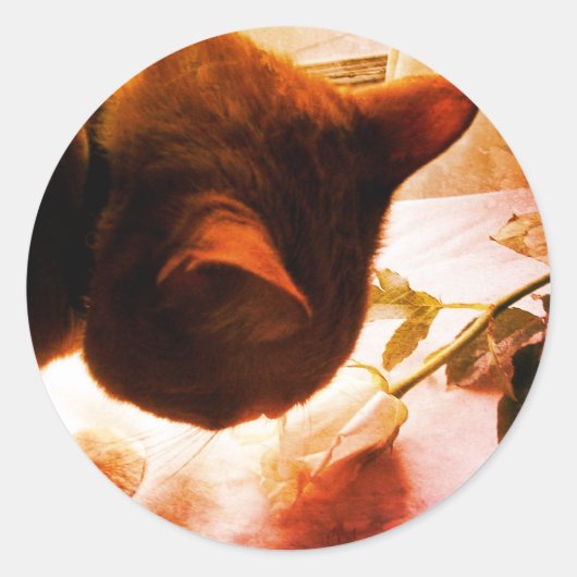 Kat Stickers bekijken (Voorkant)