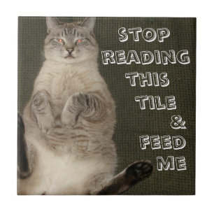 Kat "STOP LEZEN DEZE TEGEL EN VOER ME" Tegel Tegeltje