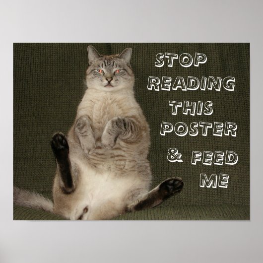 Kat "Stop met het lezen van dit Poster en voer me (Voorkant)