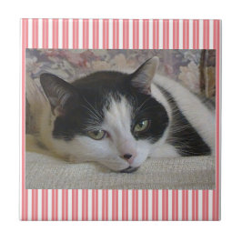 Kat Striped keramische Tegel Tegeltje