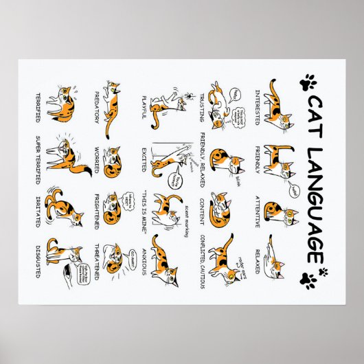 Kat-taal, grappige kat Kitten, liefdeskat-cadeauid Poster (Voorkant)